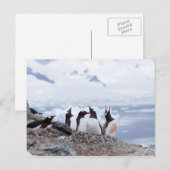 Pinguïns in Antarctica Briefkaart (Voorkant / Achterkant)