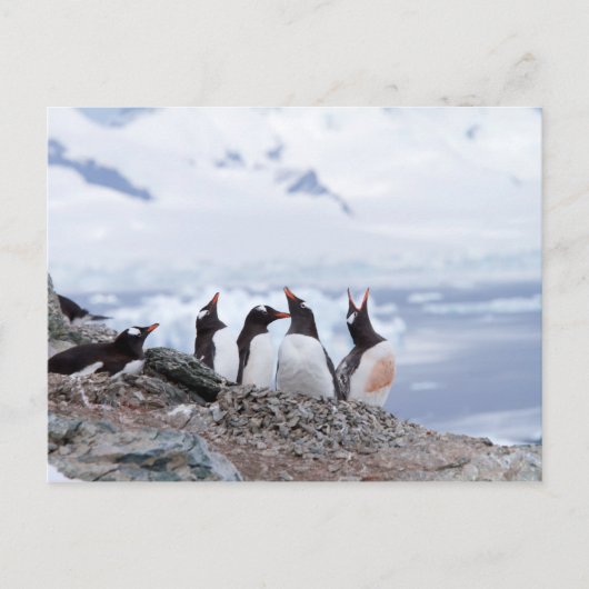 Pinguïns in Antarctica Briefkaart (Voorkant)