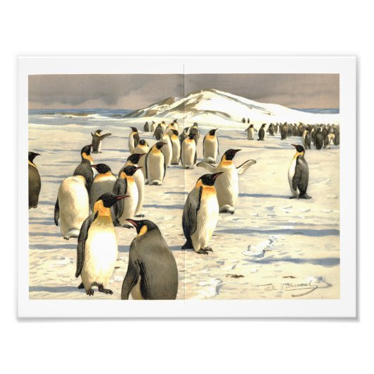 Pinguïns in Antarctica illustratie Foto Afdruk (Voorkant)