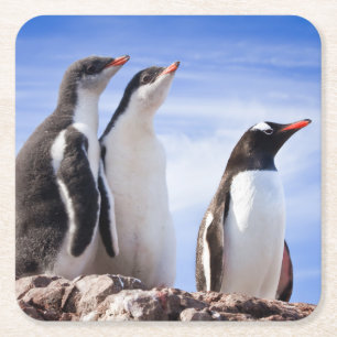 Pinguïns in Antarctica Kartonnen Onderzetters