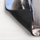 Pinguïns in Antarctica Muismat (Hoek)
