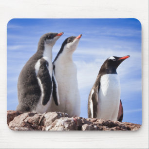Pinguïns in Antarctica Muismat