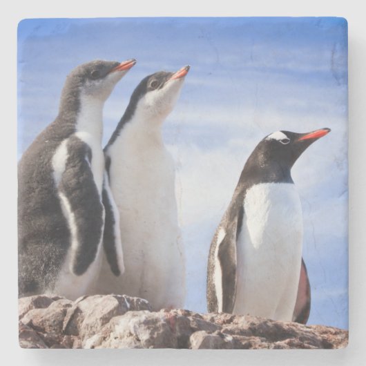 Pinguïns in Antarctica Stenen Onderzetter (Voorkant)