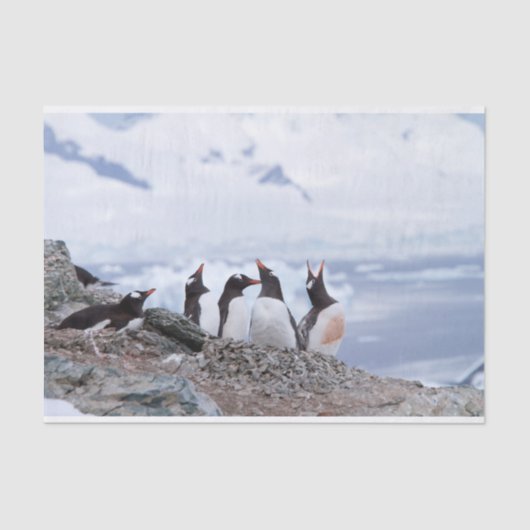 Pinguïns in Antarctica Tissuepapier (Voorkant)