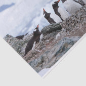 Pinguïns in Antarctica Tissuepapier (Detail)