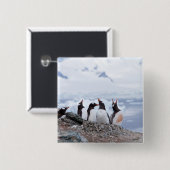 Pinguïns in Antarctica Vierkante Button 5,1 Cm (Voorkant /achterkant)