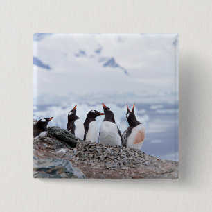 Pinguïns in Antarctica Vierkante Button 5,1 Cm