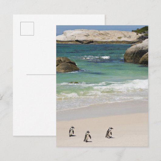 Pinguïns in Boulders Beach, Simons Town, South 2 Briefkaart (Voorkant / Achterkant)