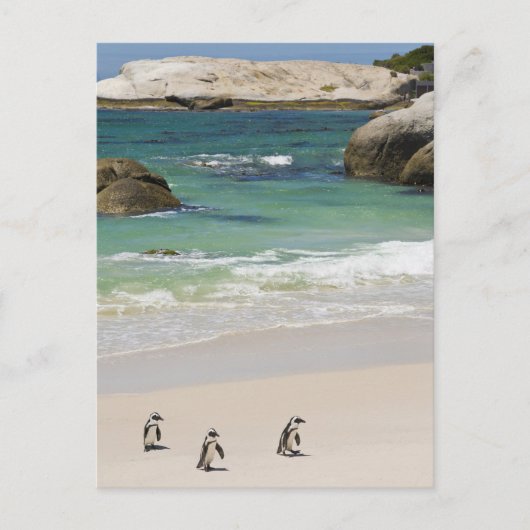 Pinguïns in Boulders Beach, Simons Town, South 2 Briefkaart (Voorkant)