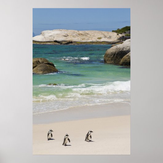 Pinguïns in Boulders Beach, Simons Town, South 2 Poster (Voorkant)