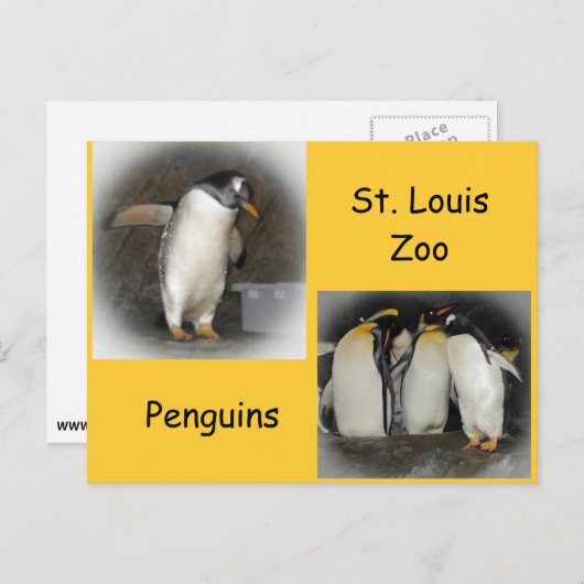 Pinguïns in de dierentuin briefkaart (Voorkant / Achterkant)