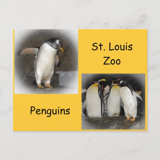 Pinguïns in de dierentuin briefkaart (Voorkant)