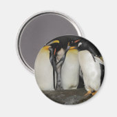 Pinguïns in de dierentuin magneet (Voorkant / Achterkant)