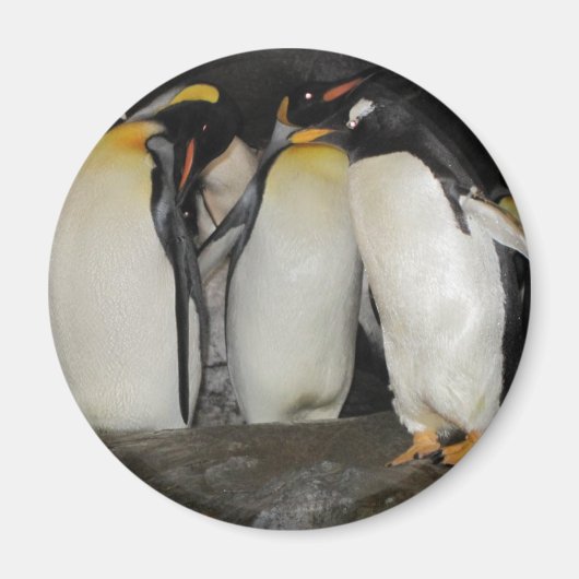 Pinguïns in de dierentuin magneet (Voorkant)