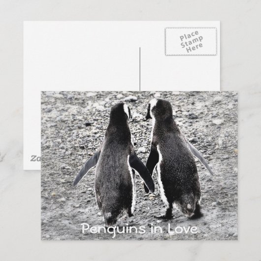 Pinguïns in de liefde briefkaart (Voorkant / Achterkant)