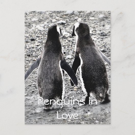 Pinguïns in de liefde briefkaart (Voorkant)
