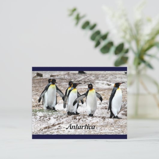 Pinguïns in frigide Antartica Briefkaart (Staand voorkant)