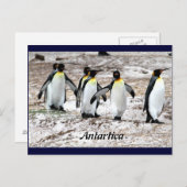 Pinguïns in frigide Antartica Briefkaart (Voorkant / Achterkant)