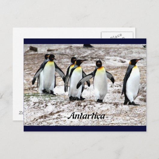 Pinguïns in frigide Antartica Briefkaart (Voorkant / Achterkant)