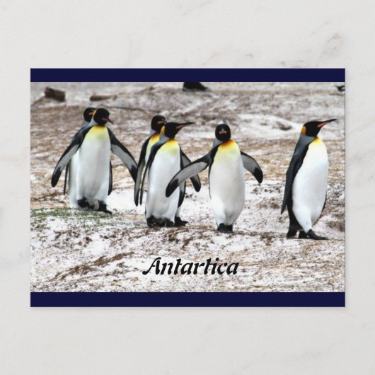 Pinguïns in frigide Antartica Briefkaart (Voorkant)