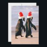 Pinguïns in kerstmannenmutsen op het strand feestdagenkaart<br><div class="desc">Afrikaanse pinguïns (Spheniscus demersus) lopen 'hand in hand' nabij Kaapstad,  Zuid-Afrika. Ze dragen kerstmannenmutsen. | Stuart Westmorland / DanitaDelimont.com | AF42 SWR0014</div>