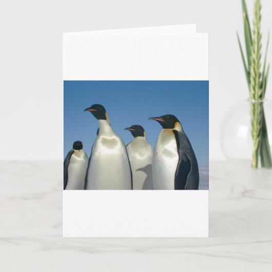 PINGUÏNS KAART (Voorkant)