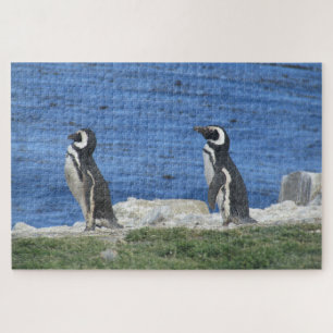 pinguïns legpuzzel