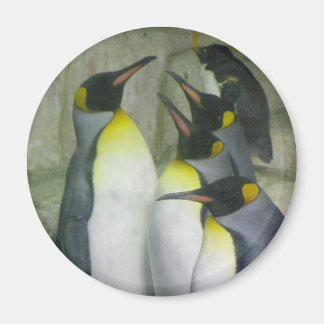 Pinguïns, magneet