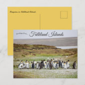 Pinguïns op Falklandeilanden Briefkaart (Voorkant / Achterkant)