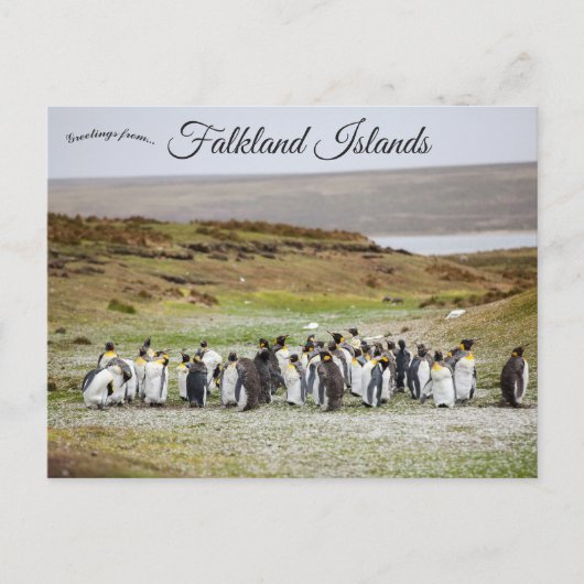 Pinguïns op Falklandeilanden Briefkaart (Voorkant)