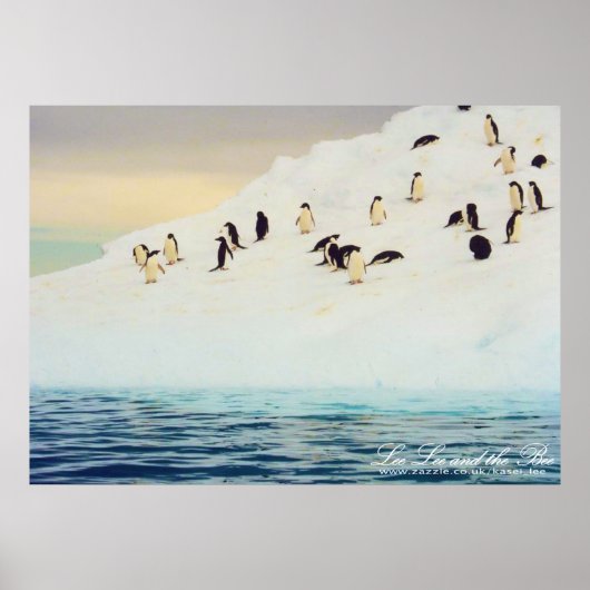Pinguïns op ijs, afdrukken poster (Voorkant)