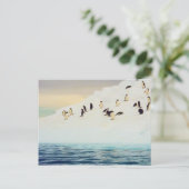 Pinguïns op ijs, briefkaart (Staand voorkant)