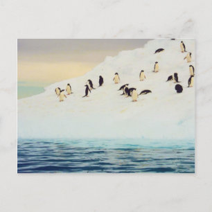 Pinguïns op ijs, briefkaart