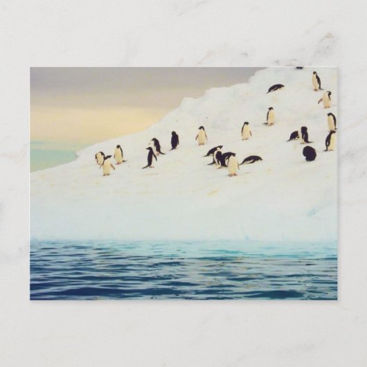 Pinguïns op ijs, briefkaart (Voorkant)