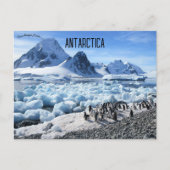 Pinguïns op Pourquoi Pas Island Antarctica Briefkaart (Voorkant)