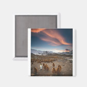Pinguïns op Sunset Magneet (Voorkant / Achterkant)