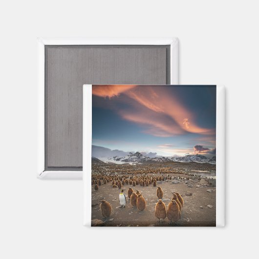 Pinguïns op Sunset Magneet (Voorkant / Achterkant)