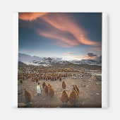 Pinguïns op Sunset Magneet (Voorkant)