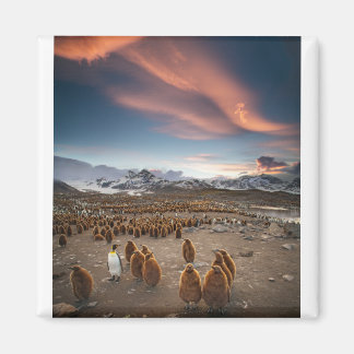 Pinguïns op Sunset Magneet
