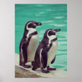pinguïns poster (Voorkant)