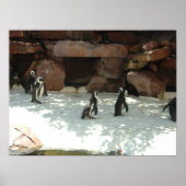 pinguïns poster (Voorkant)