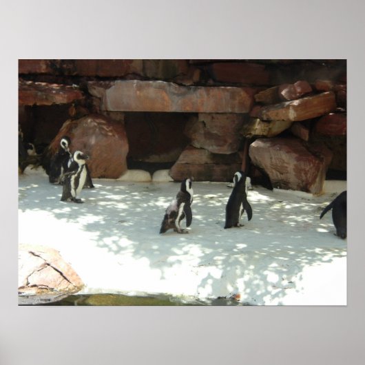 pinguïns poster (Voorkant)