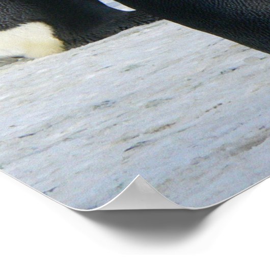 pinguïns poster (Hoek)