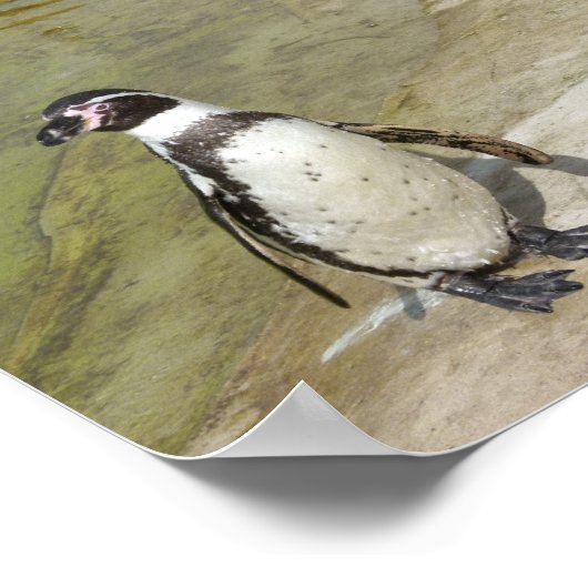 pinguïns poster (Hoek)