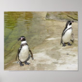 pinguïns poster (Voorkant)