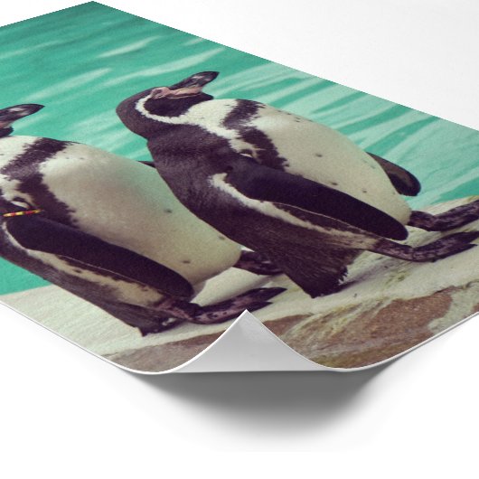 pinguïns poster (Hoek)