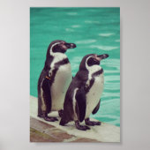 pinguïns poster (Voorkant)