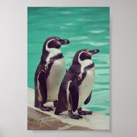 pinguïns poster (Voorkant)