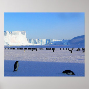 pinguïns poster