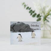 Pinguïns Sally Cove Hoefijzer Antarctica Briefkaart (Staand voorkant)